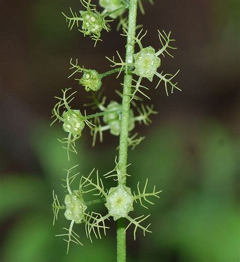 Mitella breweri View Image, Dandelion, Gardening, Views, Flowers, Plants, Dandelions, Lawn And ...