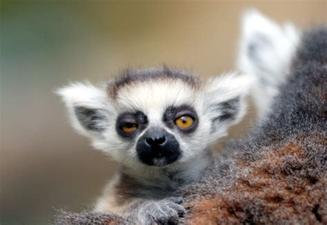 Baby Ring tailed lemur | Baby Ring tailed lemur @ everland.k… | Flickr