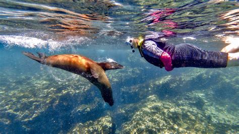 Epic Galápagos Cruise on the National Geographic Endeavour II