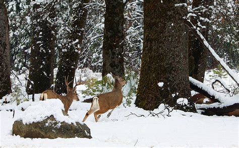 15 best images about Yosemite Wildlife on Pinterest | Who goes there ...