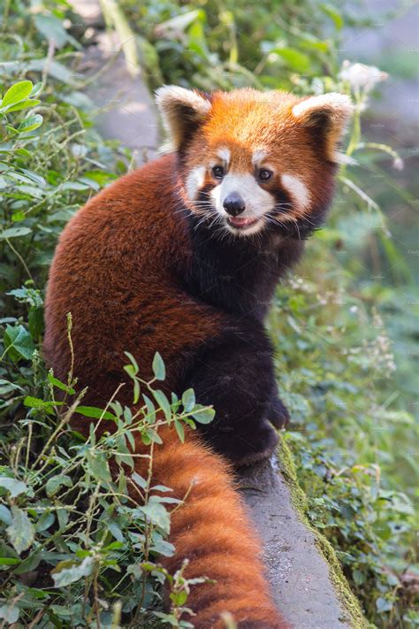 Amazing orange panda stock photo containing ailurus and animal | Animal Stock Photos ~ Creative ...