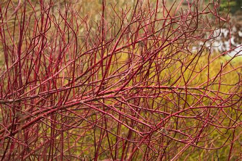 Cardinal Red Twig Dogwood | ubicaciondepersonas.cdmx.gob.mx