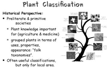 Classification of the Plant Kingdom