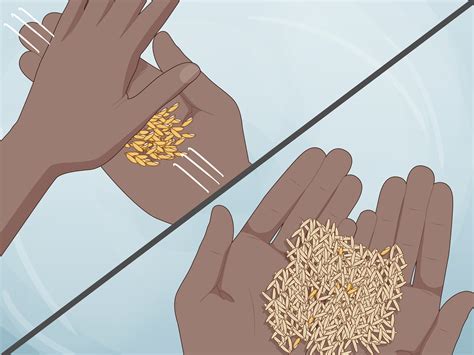 How to Plant Rice Indoors (with Pictures) - wikiHow