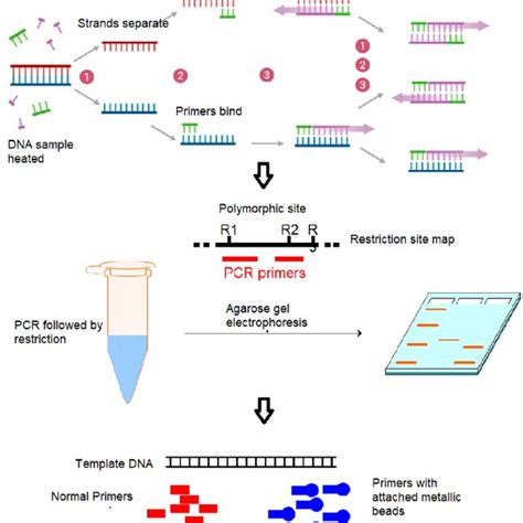 An illustration depicting the current RT-PCR based method of detecting ...