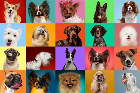 Quiz: What Dog Breed Are You? - Great Pet Living