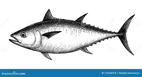 Bullet Or Bluefin Tuna Sketch For Signboard Vector Illustration | CartoonDealer.com #116648314