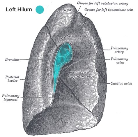 Hilum of the Lung | Geeky Medics