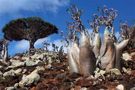 Things To Do in Alien-Looking Place on Earth Socotra Island | Found The ...