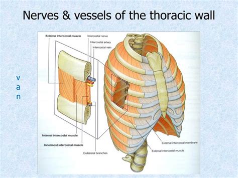 PPT - Chest wall, thoracic cavity and pleura PowerPoint Presentation ...