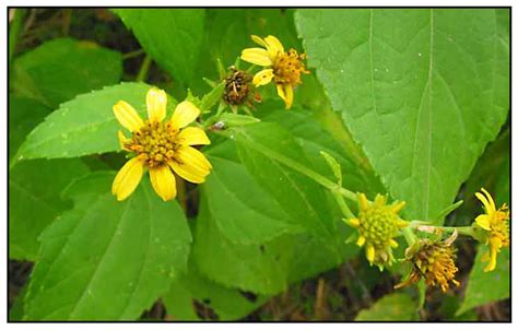 Hagonoi / Wedelia biflora Linn. / Verba de Maluco: Philippine Medicinal Herbs / StuartXchange