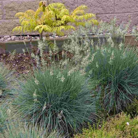 Elijah Blue Fescue Grass - Container | Breezy Hill Nursery - Main