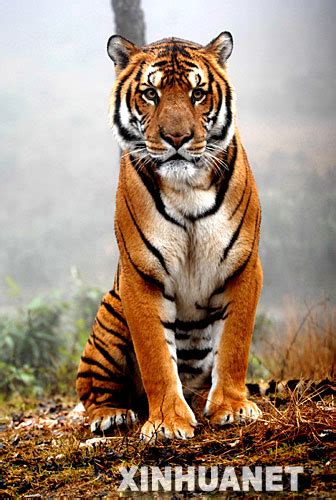 Top 10 most endangered animals in China - China.org.cn