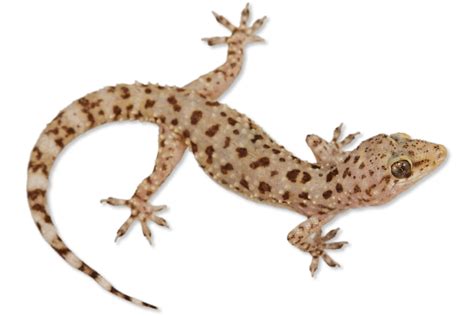 Hemidactylus turcicus Mediterranean Gecko | Herps of Arkansas