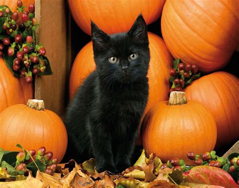 Black Kitten And Halloween Pumpkins Wallpapers - Wallpaper Cave