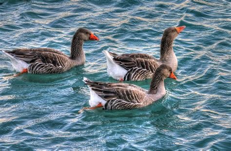 Geese Swimming Free Stock Photo - Public Domain Pictures