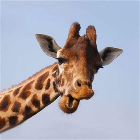 Animal Geography Quiz