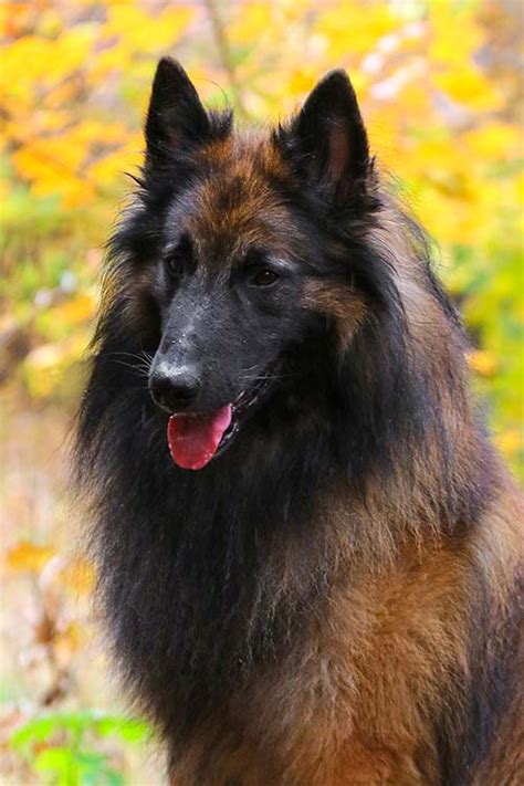 Belgian Tervuren