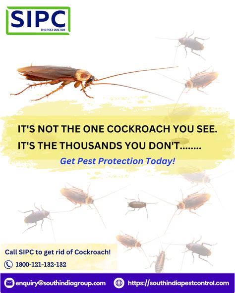 Signs of Cockroach Infestation: How to Identify and Deal with These Pesky Pests | by SIPC | Jun ...