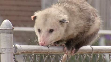 Giant possum draws crowds in Philadelphia's Nicetown section - 6abc Philadelphia