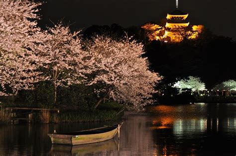 Japanese Garden at Night | Japanese garden, Hanami, Garden