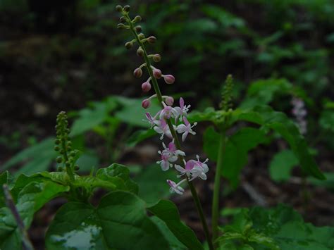 Wildflowers of Berry Springs Park and Preserve - Eudicots