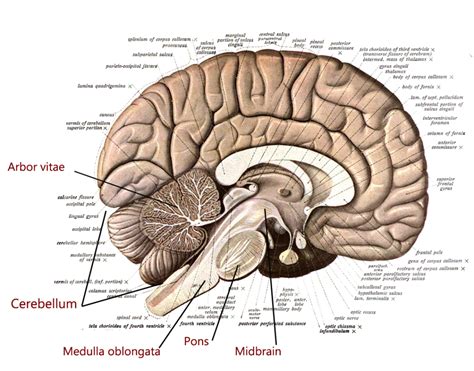 Brain Dissection Labeled