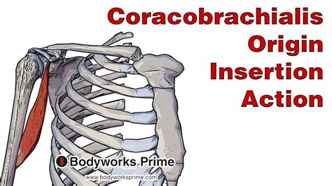 Coracobrachialis Origin And Insertion