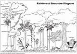 Free Rain Forest Trees Coloring Page Download  sketch template