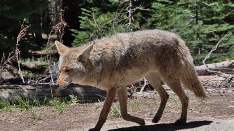 With People Gone, Yosemite's Wildlife Is Taking Back the Park