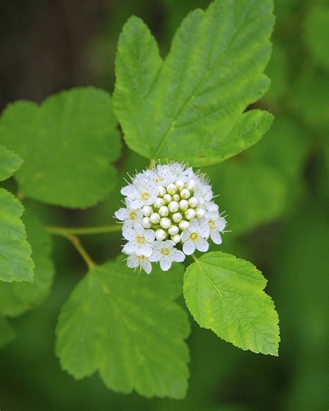 Physocarpus opulifolius (Atlantic Ninebark, Common Ninebark, Eastern ...