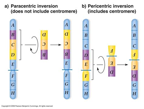 Chromosome Inversions: radiation causes 2 double-strand breaks in a chromosome; chromosome ...