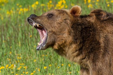 Growling Grizzly Bear stock image. Image of beauty, wild - 43919821