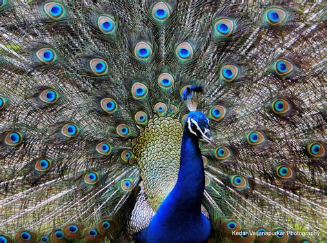 Indian National Bird, Peacock. | Sony DSC HX1 Photography
