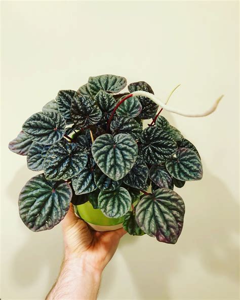 Peperomia Caperata Care: Top 7 Tips for a Thriving Plant