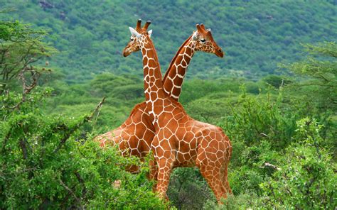 Wallpaper : forest, animals, giraffes, wildlife, jungle, giraffe, Safari, adventure, fauna ...