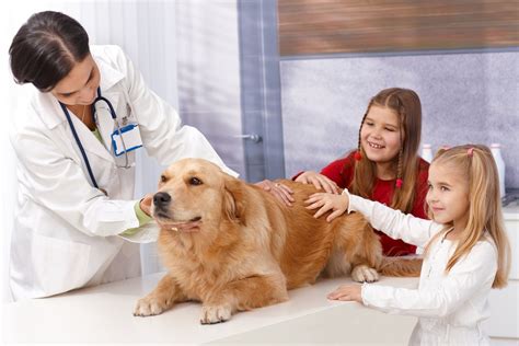 Wellness & Vaccinations | Markham Vet Clinic