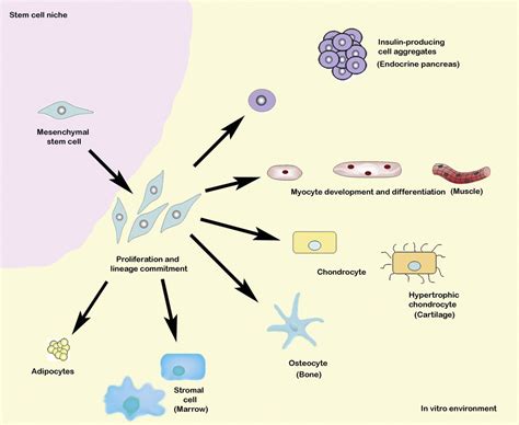 Mesenchymal stem cells: immunobiology and role in immunomodulation and tissue regeneration ...