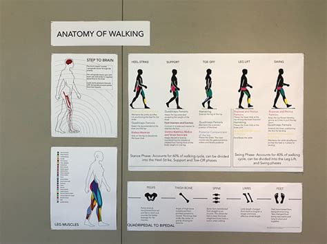 ANATOMY OF WALKING on Behance