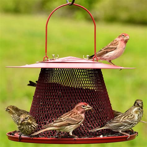 How To Pick A Bird Feeder For A Cardinal