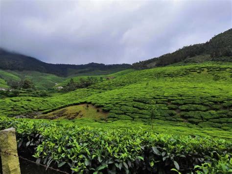 Trip to Kolukkumalai - The Highest Tea Estate in the World - Backpack & Explore