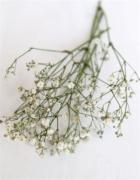 Dried Gypsophila Stem | 'Baby's Breath' Dried Flower