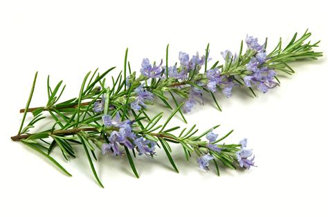 Amazing Health Benefits Of Rosemary Herb!