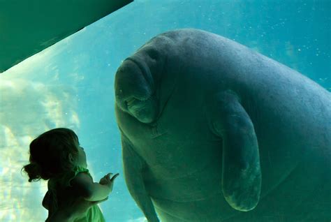 Manatee 4k Ultra HD Wallpaper and Background Image | 4293x2881 | ID:363529