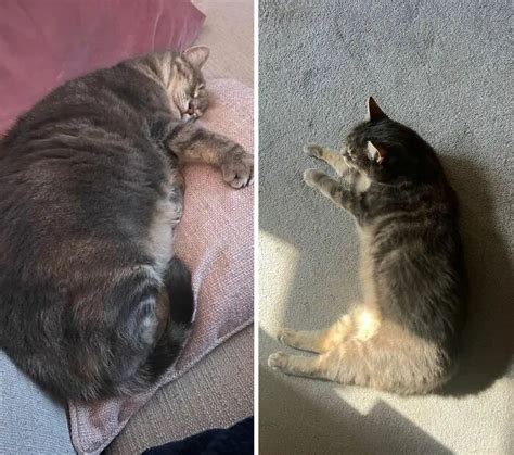 30 Heartwarming Fat Cat Weight Loss Transformations