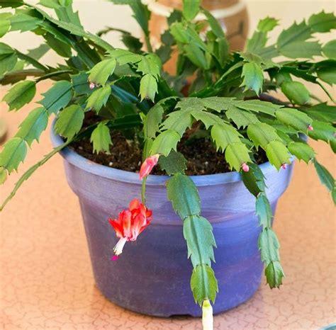 Urban Dream 35: Christmas Cactus Blooming Tips