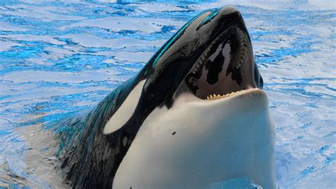 California bill would ban SeaWorld orca shows