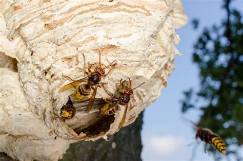 Bee, Wasp & Hornet Nest Removal | Heron Home & Outdoor Pest Control