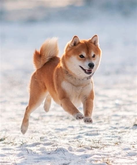 Dog Breeds A to Z including Mixed Breeds and Every Type of Puppy | Japanese dogs, Japanese dog ...