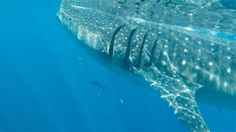 Know Before You Go | Swimming With Whale Sharks - TravelZork